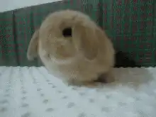 fluffy bunny sitting on bed