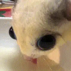 close-up of a cat licking