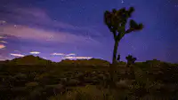 Joshua tree night sky time lapse