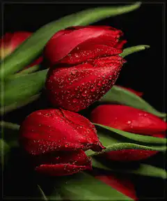 red tulips with water droplets