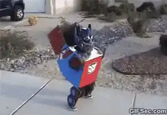 Dog in cardboard train costume falls over
