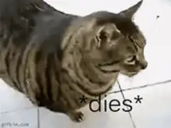 Cat dramatically dies on floor