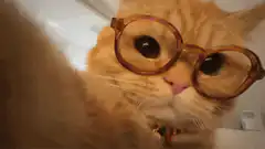 Orange cat wearing glasses