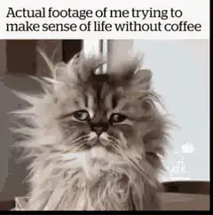 Confused fluffy cat without coffee