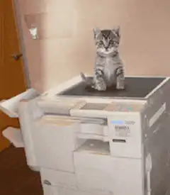 kitten sitting on copier