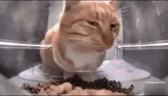 judgy cat in food dispenser