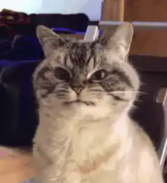 judgy cat