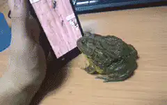 frog jumps off table