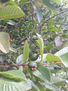 green guavas on tree branches