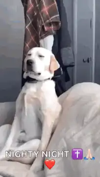 Dog falling asleep nighty night