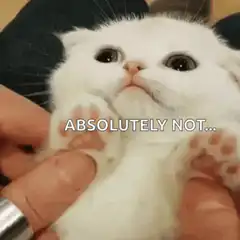White kitten absolutely not