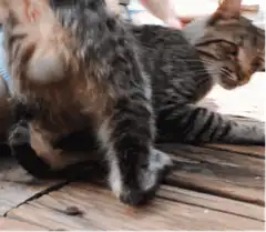 cat walking away from another cat