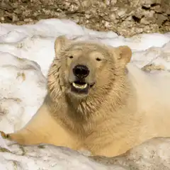 Smiling polar bear in snow