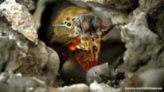 Peacock Mantis Shrimp in its burrow