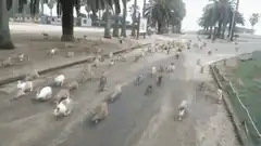 Huge herd of cats running down a road