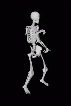 3d skeleton dancing