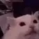 white cat screaming