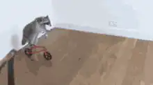 Raccoon riding a tiny bicycle