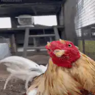 Close-up of a rooster shaking its head