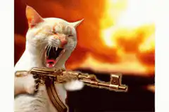 screaming cat with golden gun