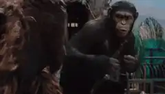 Apes together strong