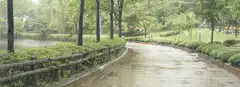 rainy park path with trees and bushes