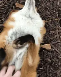 Fox lying on back getting belly rubs