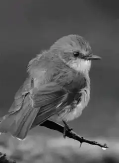 small bird on branch