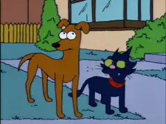 Dog and cat staring