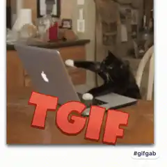 black cat typing on laptop TGIF