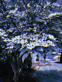 Tree flowers color glitch effect