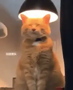 satisfied orange cat under lamp