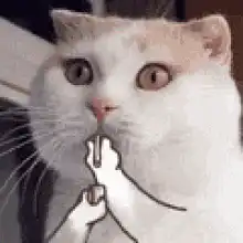 Cat with animated hand praying then flipping off