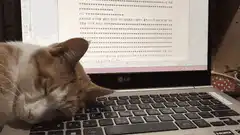 sleeping cat on laptop keyboard