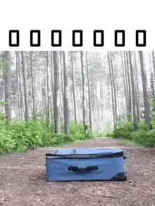 dog jumps into suitcase in forest