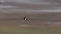 Bird flying over rocky terrain