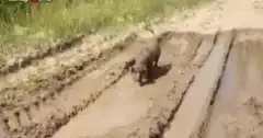 Pig stuck in mud