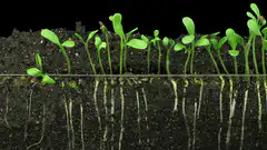 Seed germination time-lapse