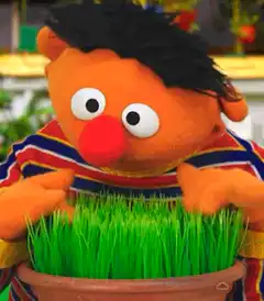 Ernie looking at grass