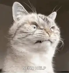 Cat looking up with text send help