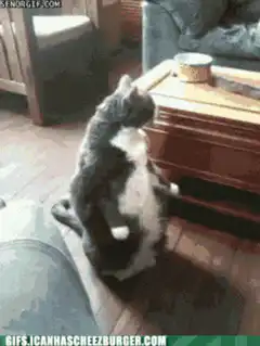 Cat sitting like a human