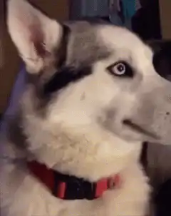Husky dog with blue eyes