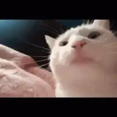 White cat looking up and blinking