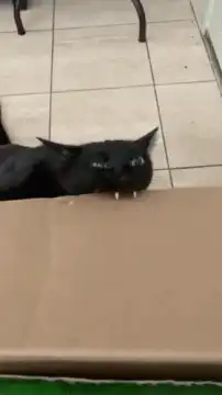 black cat peeking over box