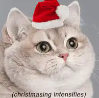 cat christmas intensifies