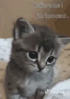 Innocent kitten looking up