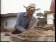 Man sorting coffee beans