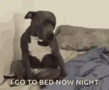 Dog says I go to bed now night