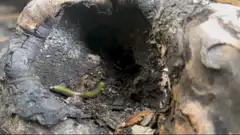 Yellow and black millipede crawling into a log