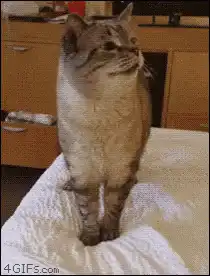 Cat meowing and looking around